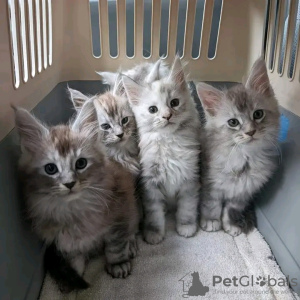 Photo №1. maine coon - for sale in the city of El Paso | 423$ | Announcement № 118294