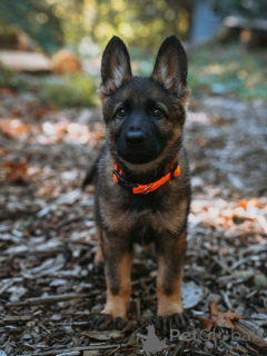 Photo №1. german shepherd - for sale in the city of Berlin | negotiated | Announcement № 157590
