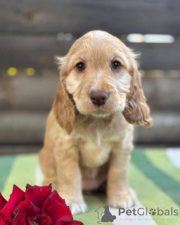 Photo №1. english cocker spaniel - for sale in the city of Friskala | negotiated | Announcement № 160392