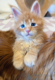 Photo №2 to announcement № 166814 for the sale of maine coon - buy in Belgium breeder