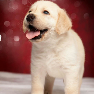 Photo №2 to announcement № 4525 for the sale of labrador retriever - buy in Russian Federation breeder