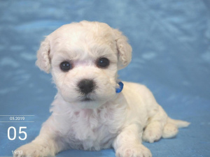 Photo №3. ? Record on puppies Bichon Frize from manufacturers of champions. Russian Federation