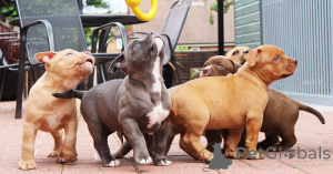 Photo №2 to announcement № 167472 for the sale of american bulldog - buy in Denmark private announcement, breeder