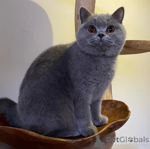Photo №1. british shorthair - for sale in the city of Ekenäs | 413$ | Announcement № 174264