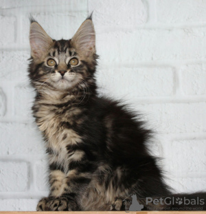 Photo №2 to announcement № 9839 for the sale of maine coon - buy in Russian Federation from nursery, breeder