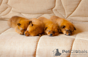 Photo №1. german spitz, german spitz - for sale in the city of Helsinki | 317$ | Announcement № 44763