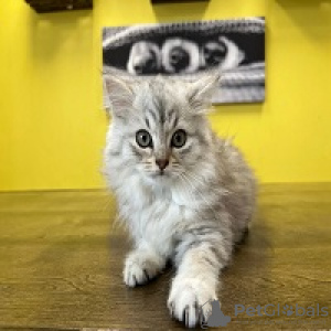Photo №1. british shorthair - for sale in the city of Hannover | 317$ | Announcement № 95230
