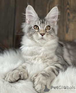 Photo №1. maine coon - for sale in the city of Baden Baden | 815$ | Announcement № 163467