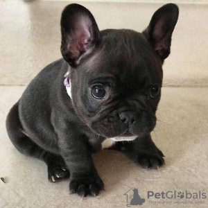 Photo №1. french bulldog - for sale in the city of Burgas | negotiated | Announcement № 85260