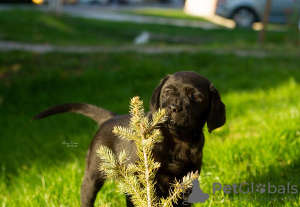 Photo №3. Labrador retriever puppies. Serbia