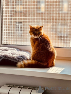 Photo №3. A red -haired beauty with a character is urgently looking for a house!. Russian Federation