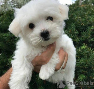 Photo №1. bichon frise - for sale in the city of Tallinn | negotiated | Announcement № 119471