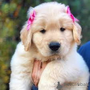 Photo №3. Golden Retriever-puppy's te koop. Netherlands