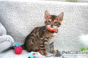 Photo №2 to announcement № 84005 for the sale of bengal cat - buy in Germany private announcement