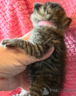 Photo №3. My lovely Bengal kittens are for adoption and Rehoming. Germany