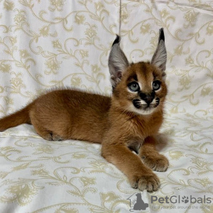 Photo №1. caracal - for sale in the city of Phoenix | 2000$ | Announcement № 99610