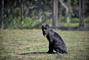 Photo №1. cane corso - for sale in the city of Belgrade | negotiated | Announcement № 119870