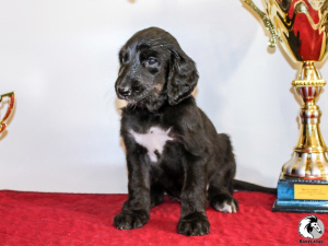 Photo №4. I will sell afghan hound in the city of Novokuznetsk. from nursery, breeder - price - negotiated