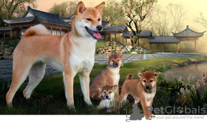 Additional photos: Shiba Inu puppies