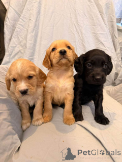 Photo №1. cavalier king charles spaniel - for sale in the city of California City | 500$ | Announcement № 161376