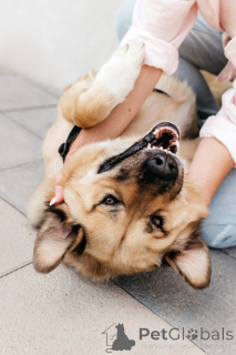 Photo №4. I will sell non-pedigree dogs in the city of Moscow river.  - price - Is free