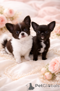 Photo №3. Black VIP pearl!. Ukraine