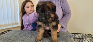 Photo №2 to announcement № 159369 for the sale of german shepherd - buy in United States private announcement