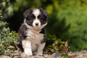 Photo №1. border collie - for sale in the city of Espoo | Is free | Announcement № 160306