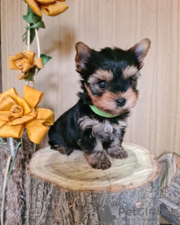 Photo №1. yorkshire terrier - for sale in the city of Zrenjanin | negotiated | Announcement № 78913