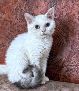 Photo №1. selkirk rex shorthair - for sale in the city of Pinneberg | 361$ | Announcement № 173535