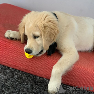 Photo №1. golden retriever - for sale in the city of Dreiliņi | 370$ | Announcement № 75523