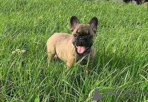 Photo №1. french bulldog - for sale in the city of Minsk | 462$ | Announcement № 7582
