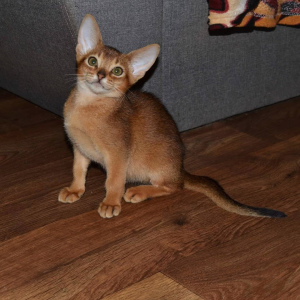 Photo №2 to announcement № 4422 for the sale of abyssinian cat - buy in Ukraine breeder