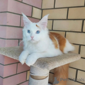 Photo №2 to announcement № 169099 for the sale of maine coon - buy in Finland private announcement