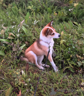 Photo №2 to announcement № 159190 for the sale of norwegian buhund - buy in Norway private announcement