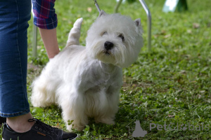 Photo №4. I will sell west highland white terrier in the city of Daszewice. breeder - price - 1129$