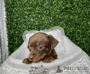 Photo №2 to announcement № 103822 for the sale of dachshund - buy in United States private announcement