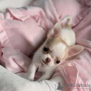 Photo №1. chihuahua - for sale in the city of Colnrade | negotiated | Announcement № 127623