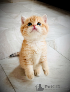 Photo №3. British Longhair. France