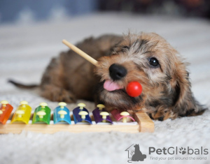 Additional photos: Wirehaired dachshund rabbit puppies, boys, 3 months