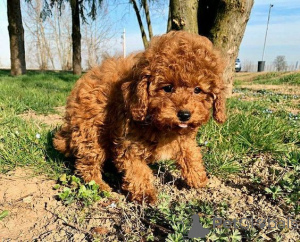 Photo №1. poodle (toy) - for sale in the city of Blacks | negotiated | Announcement № 176499