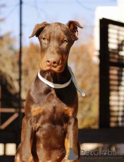 Photo №1. dobermann - for sale in the city of Belgrade | negotiated | Announcement № 98472