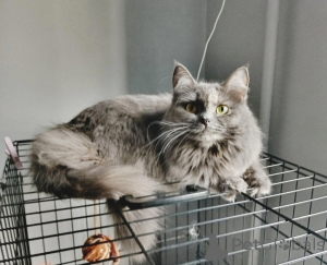 Photo №1.  - for sale in the city of Samara | Is free | Announcement № 153453