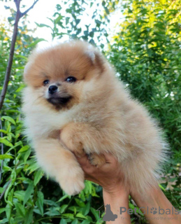 Photo №2 to announcement № 64923 for the sale of pomeranian - buy in Uzbekistan from nursery