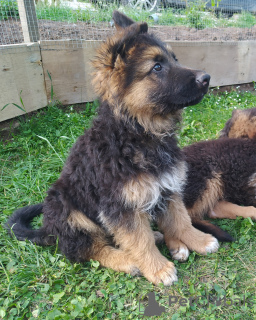 Photo №3. long haired german shepherds with FCI pedigree. Poland