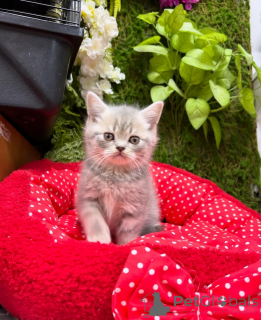 Photo №1. british shorthair - for sale in the city of Заксен-Ансбах | negotiated | Announcement № 144233
