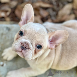 Photo №4. I will sell french bulldog in the city of New York. private announcement - price - 800$