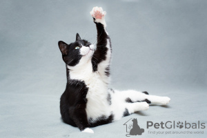 Additional photos: Charming black and white cat Mila with a heart on her paw is looking for the