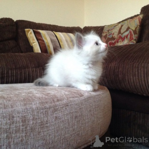 Photo №3. Two adorable young cats, Ragdolls. Luxembourg