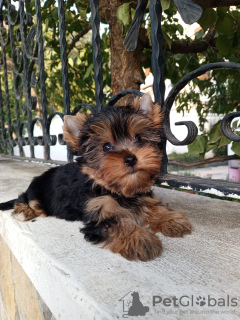 Photo №1. beaver yorkshire terrier - for sale in the city of Балыкесир | 400$ | Announcement № 81059